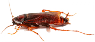 Cockroaches